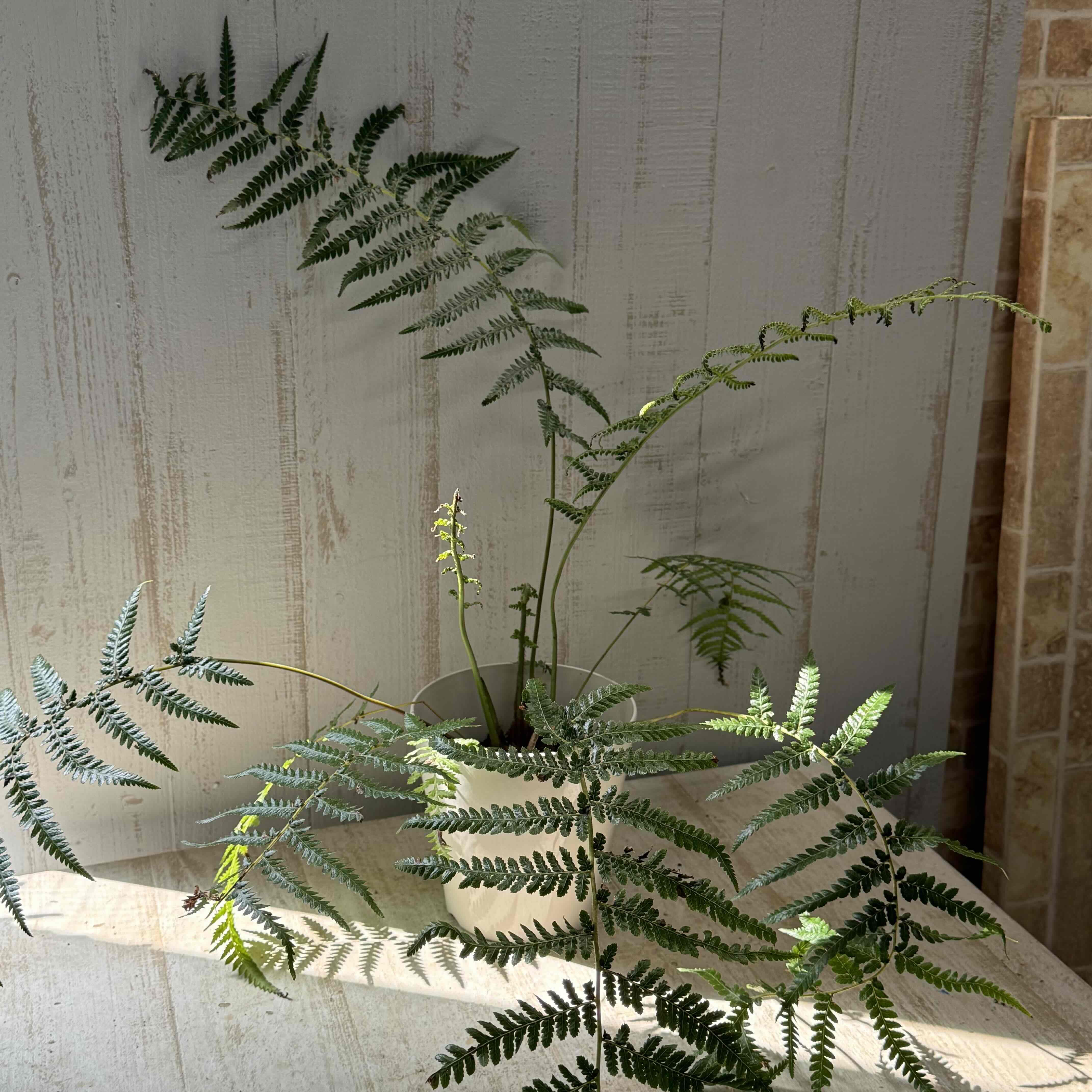 ディクソニア　アンタルクティカ ディクソニア：アンタルクティカ 5号鉢植え の通販 | 園芸ネット