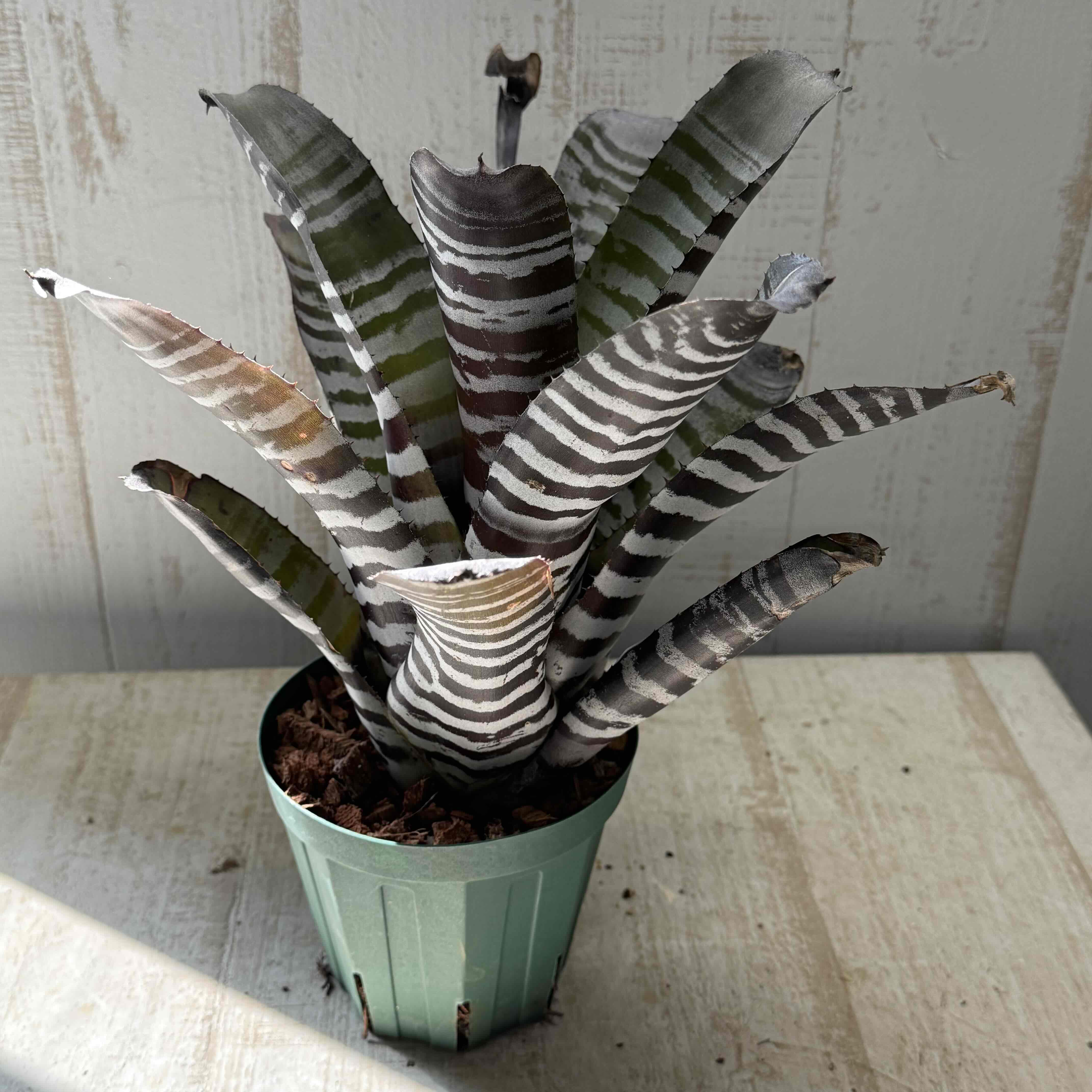 エクメア チャンティニーハイブリッド 特大 | グリーンホビー