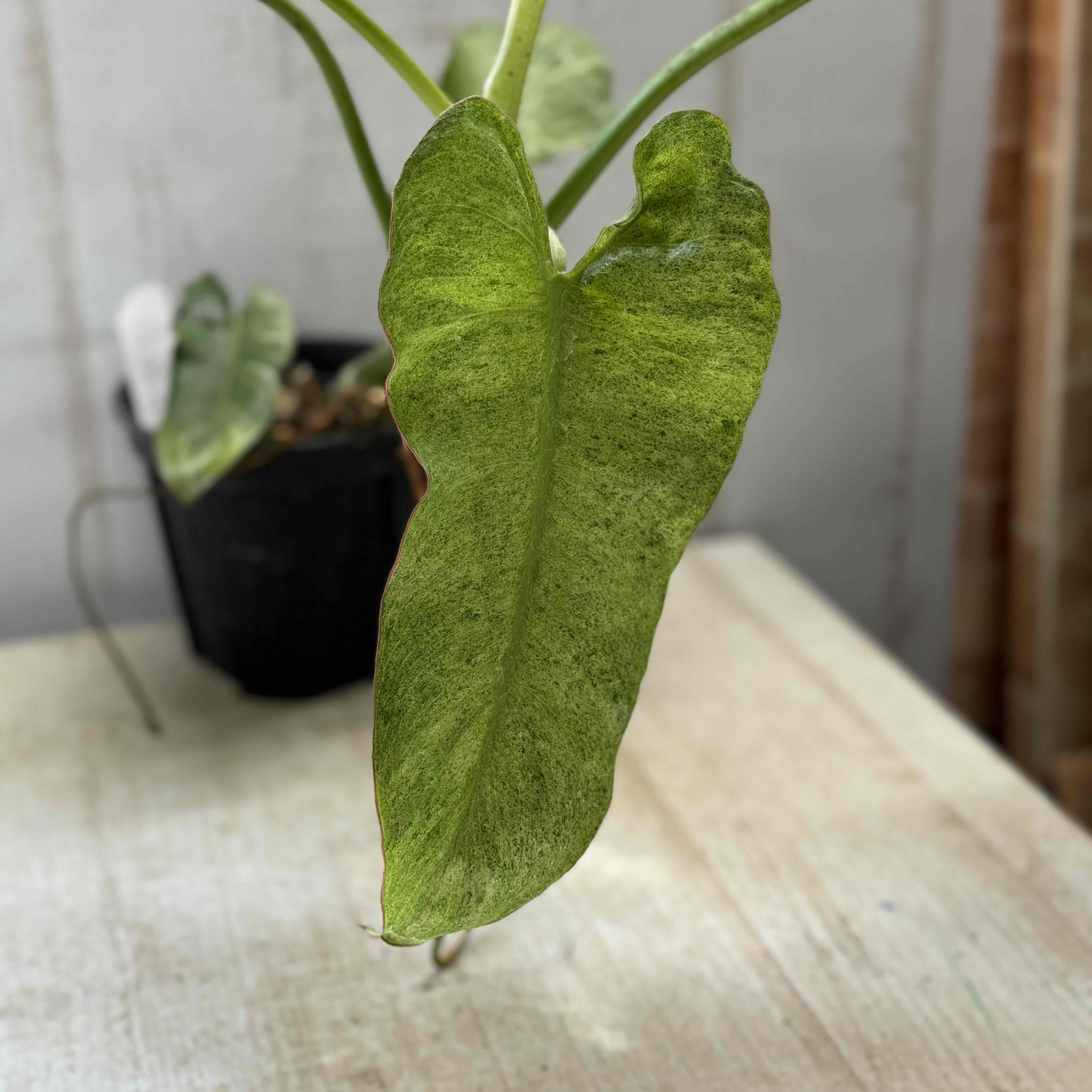 フィロデンドロン パライソヴェルデ | グリーンホビー