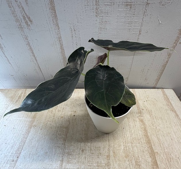 アロカシア ラズラニー アロカシア アズラニー アルボ│Alocasia