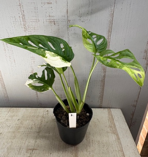 フルムーンの斑入り　マドカズラ 斑入り モンステラ マドカズラ 4.5号 フルムーン 綺麗な斑入り