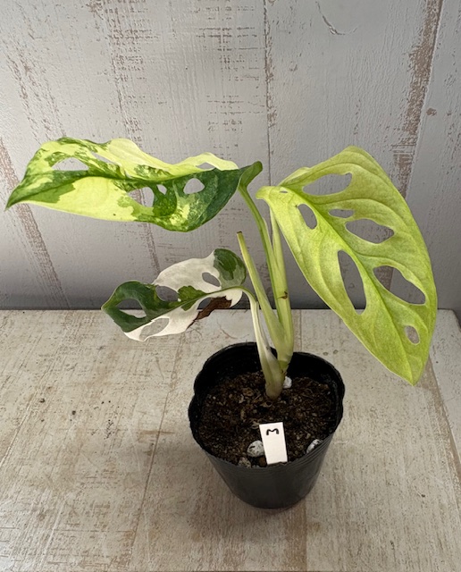 斑入りマドカズラ 斑入り】マドカズラ 【現品M】株弱いので特価