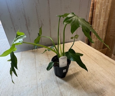 フィロデンドロン　マヨイタヒチ　【現品】見事