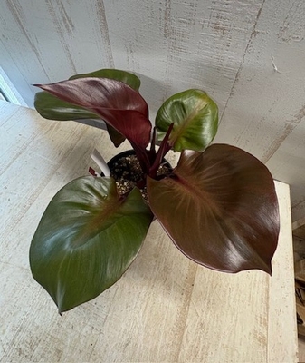 フィロデンドロン　レッドハート　【現品A】