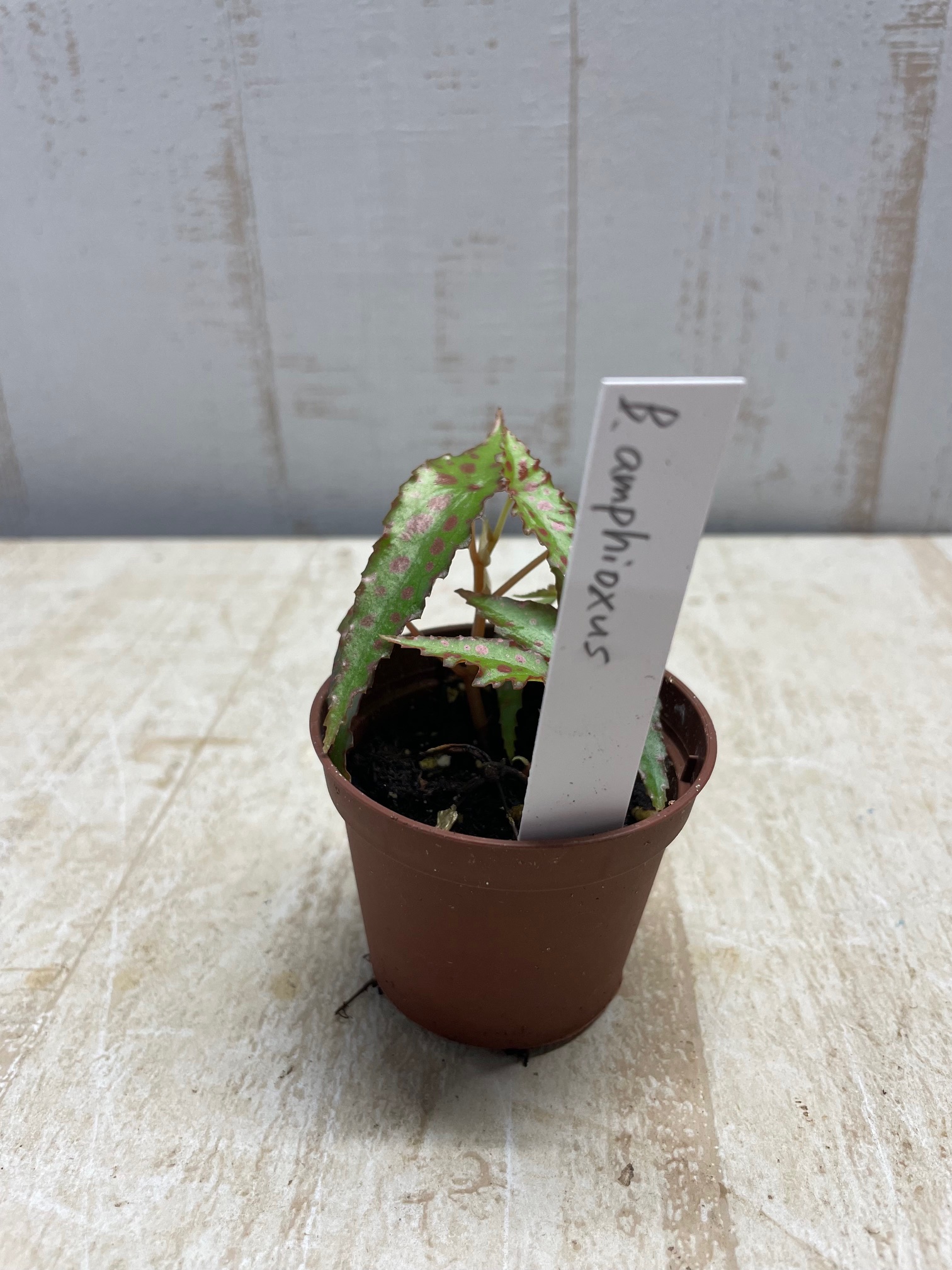 ベゴニア アンフィオクサス 【現品】 | グリーンホビー