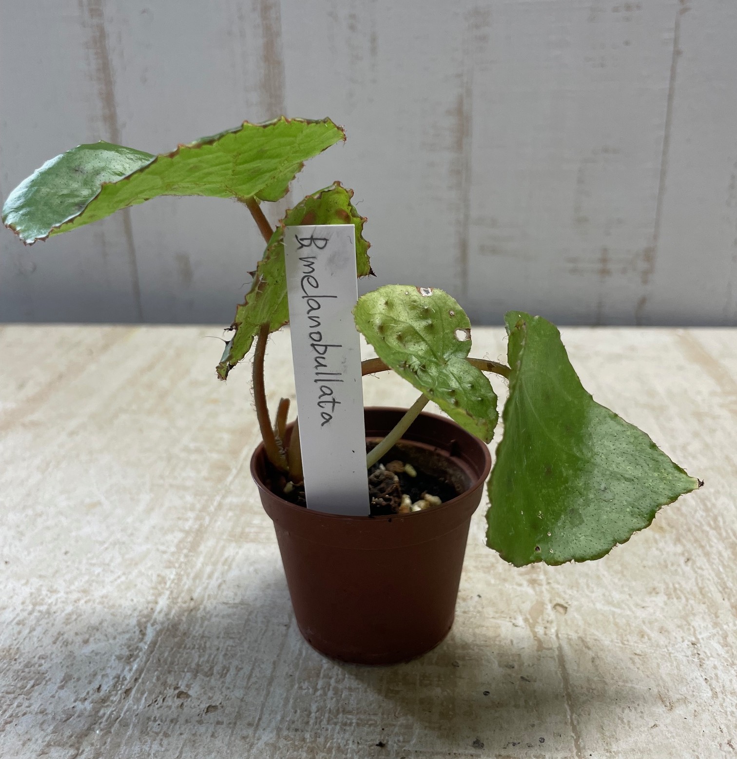 ベゴニア メラノブラータ【現品】 | グリーンホビー