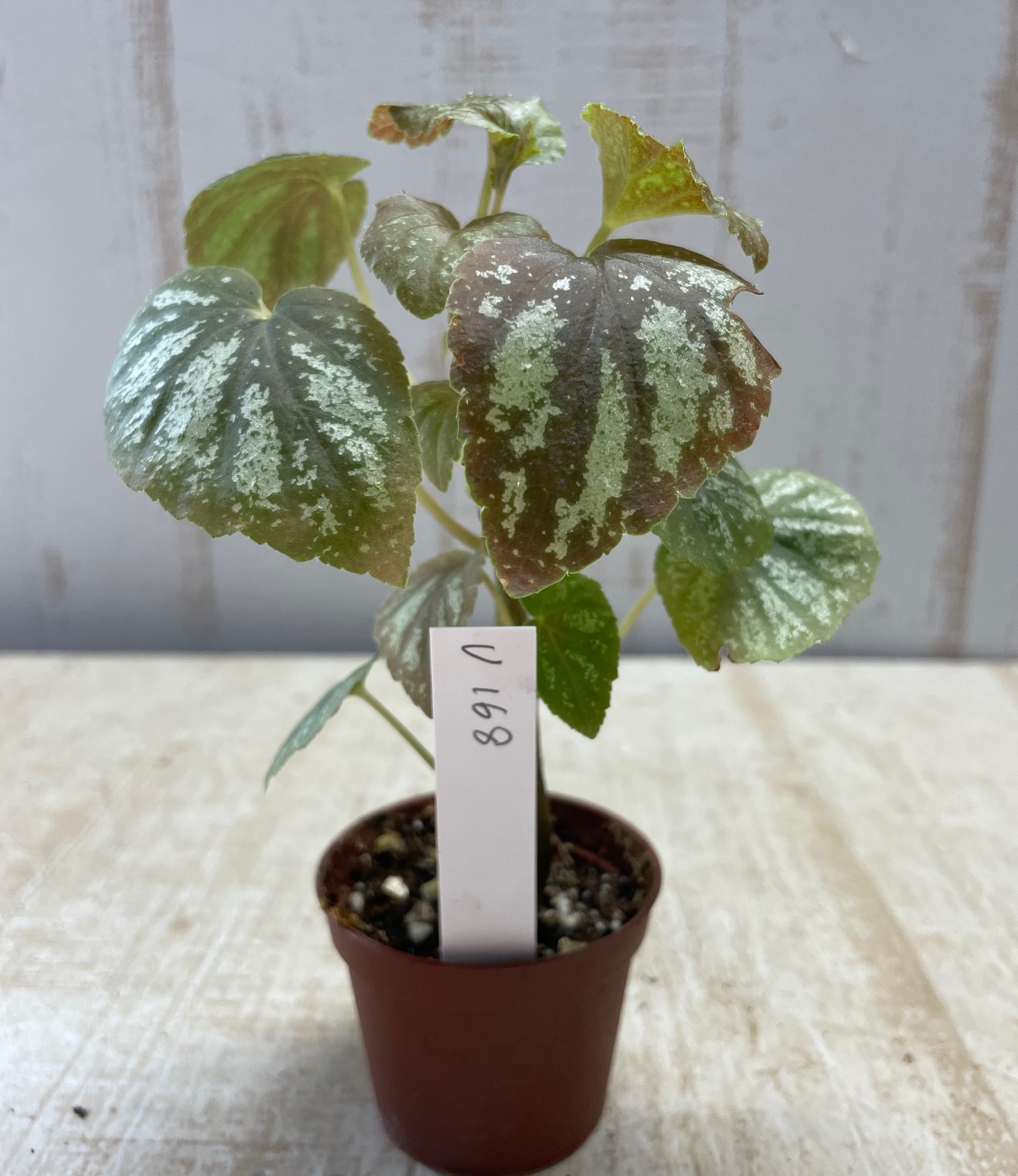 ベゴニア U168【現品】 | グリーンホビー