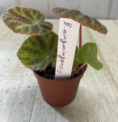 ベゴニア　ニンミンゲンシス【現品】