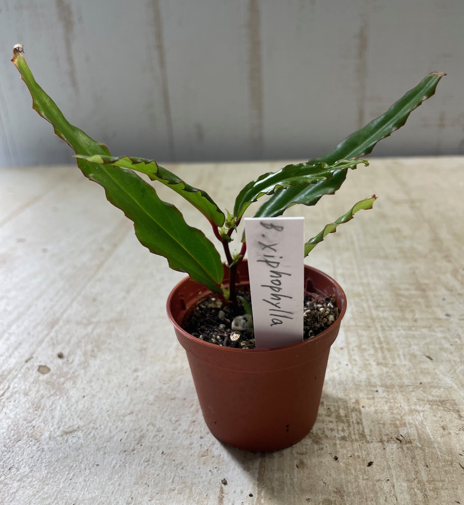 ベゴニア クシフォフィラ【現品】 | グリーンホビー