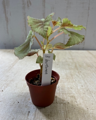 ベゴニア　バルドネア【現品】