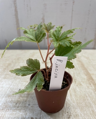 ベゴニア　インキサ【現品B】