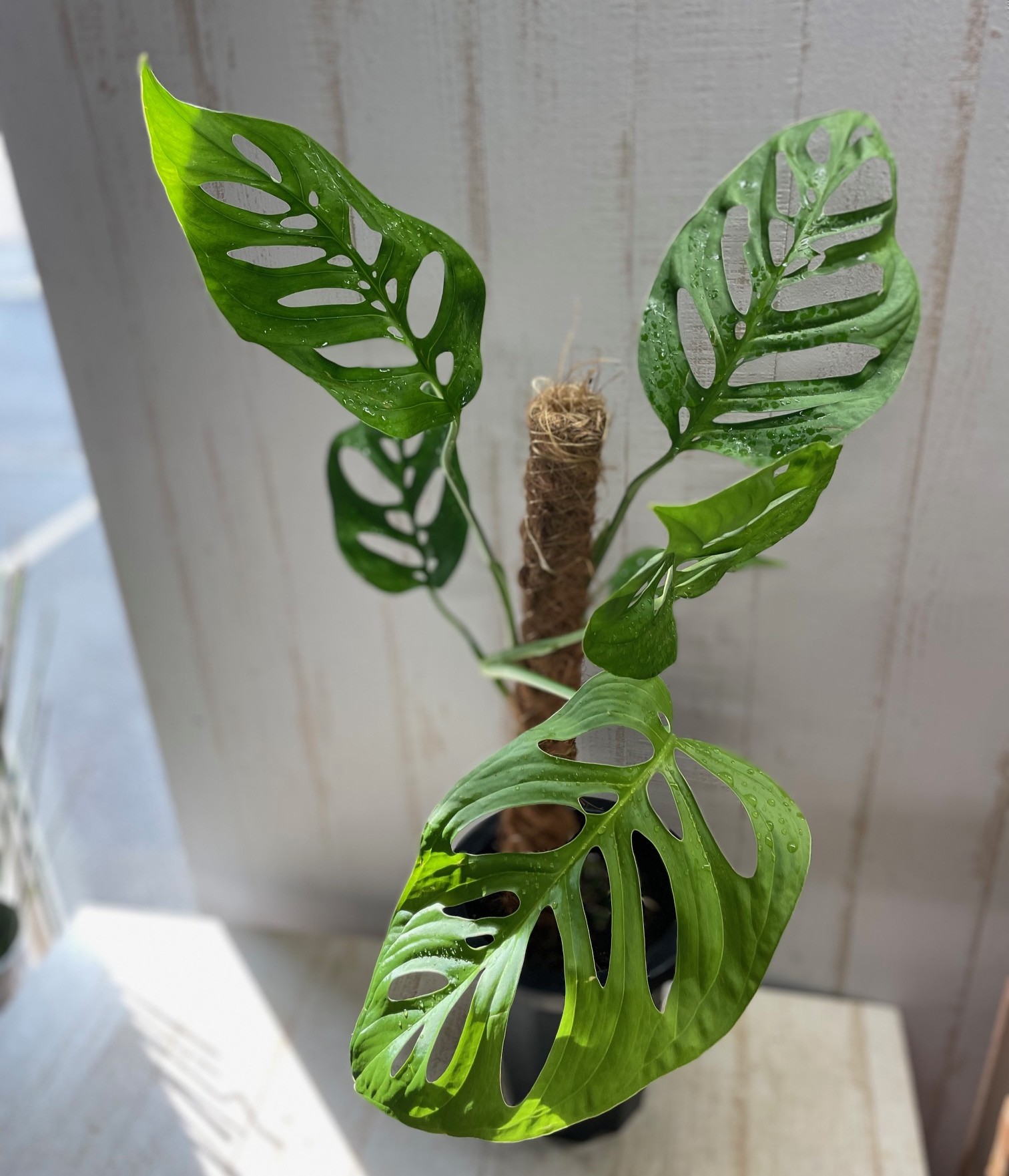 モンステラ エスケレート 吊り鉢 1 モンステラ エスケレート 5号