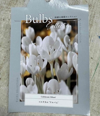 コルチカム　’アルバム’　《球根》　1球入り