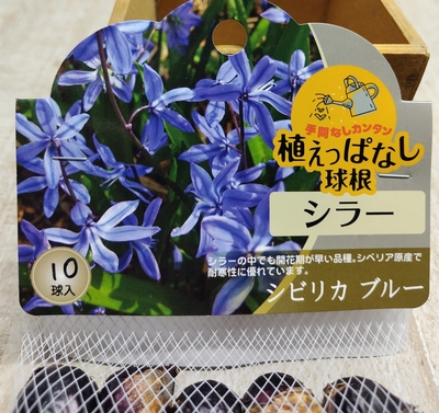 シラー　シビリカ　ブルー《球根》10球入り
