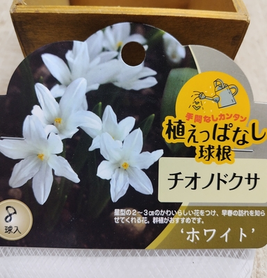 チオノドグサ　’ホワイト’　《球根》8球入り
