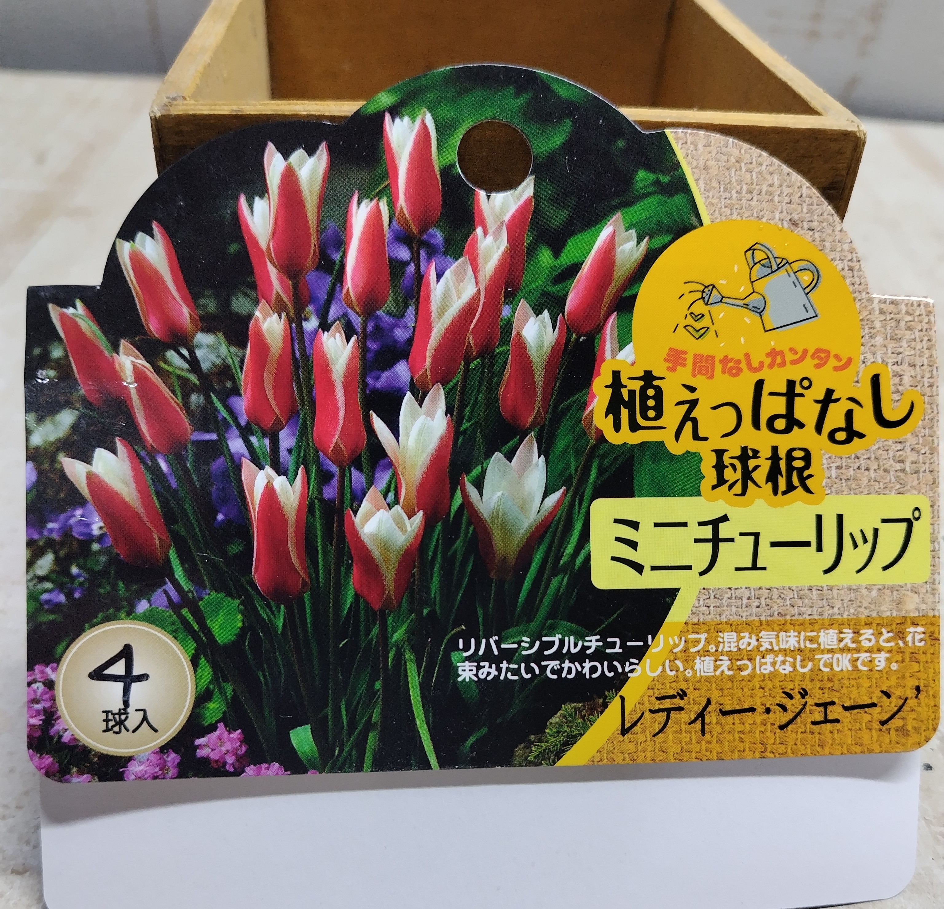 ミニチューリップ 'レディー・ジェーン'《球根》4球入り | グリーンホビー