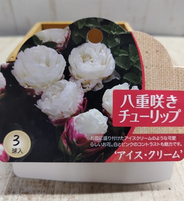 八重咲きチーリップ　’アイス・クリーム’《球根》3球入り