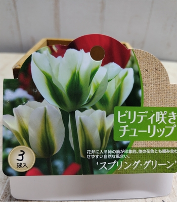 ビリディ咲きチーリップ　’スプリング・グリーン’《球根》3球入り