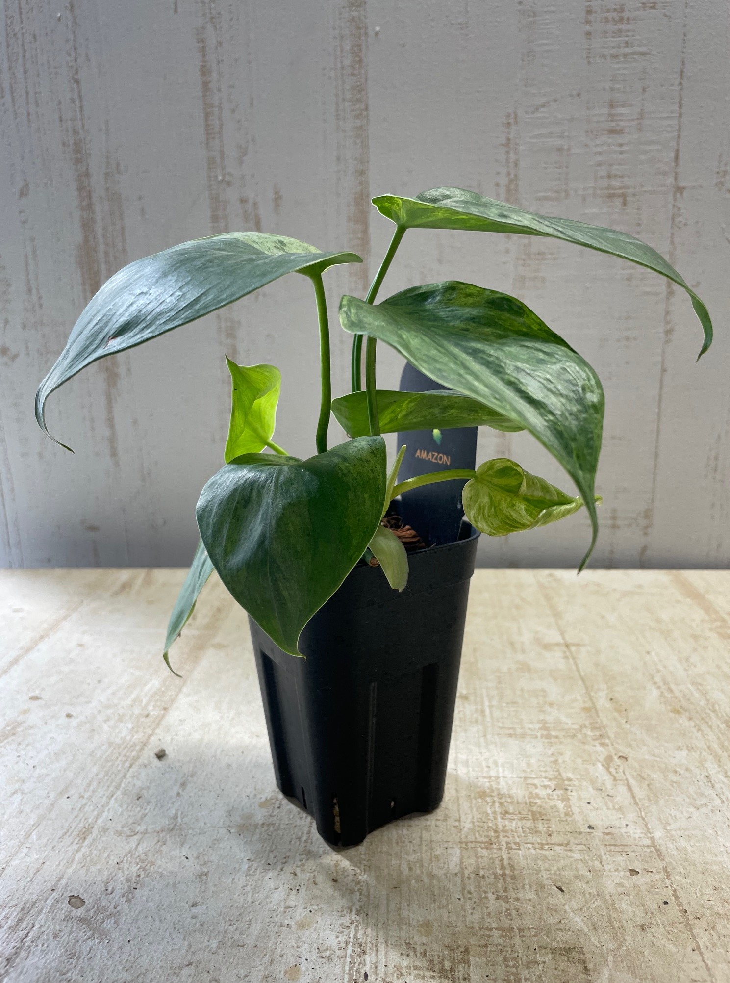 フィロデンドロン ヘデラケウム バリエガータ | グリーンホビー