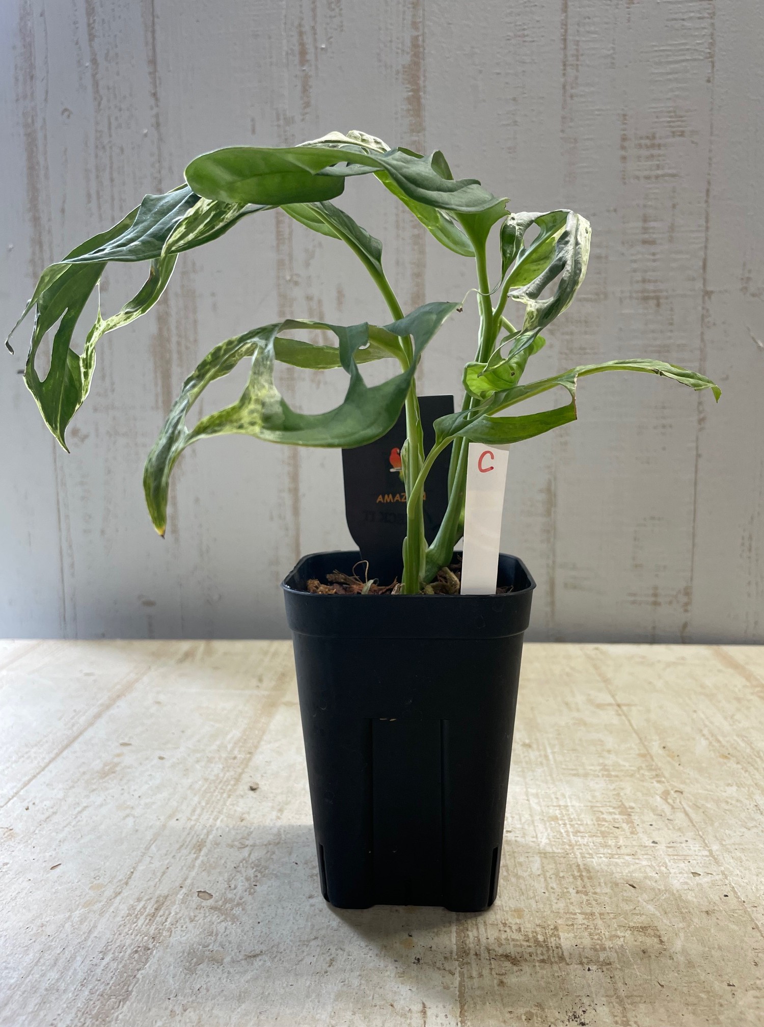【希少植物4】 モンステラ アダンソニー バリエガタ 最上美術株 希少植物4】 モンステラ アダンソニー バリエガタ 最上美術株
