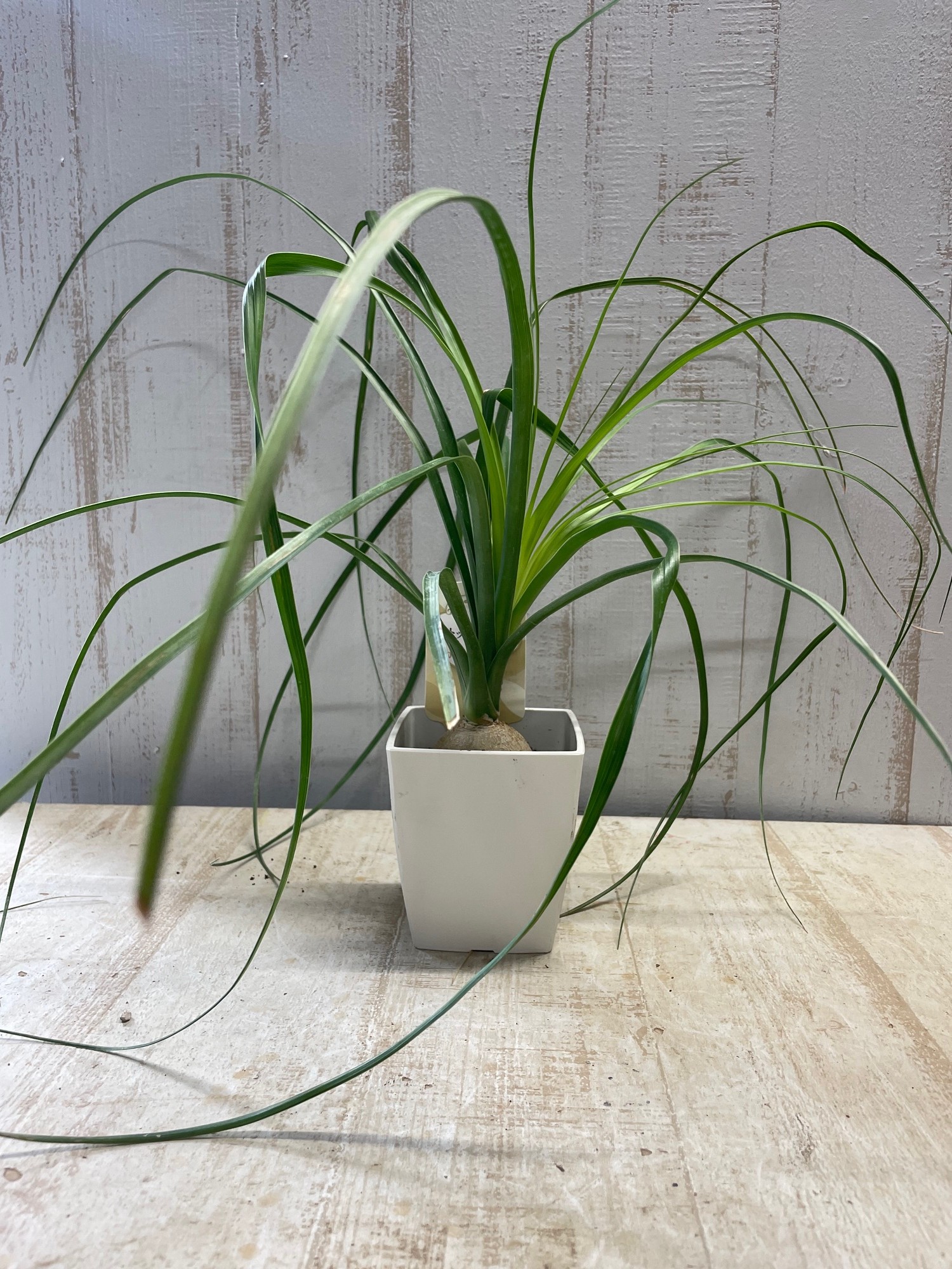 トックリラン | グリーンホビー