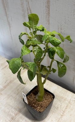 ドルステニア　ヒルデブランドティ【現品】