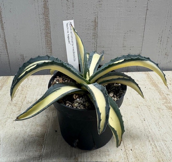 【チェリー様】アガベ　アメリカーナ　那智の輝き　2点 こんにちは #アガベアメリカーナ #那智の輝き 入荷しましたー