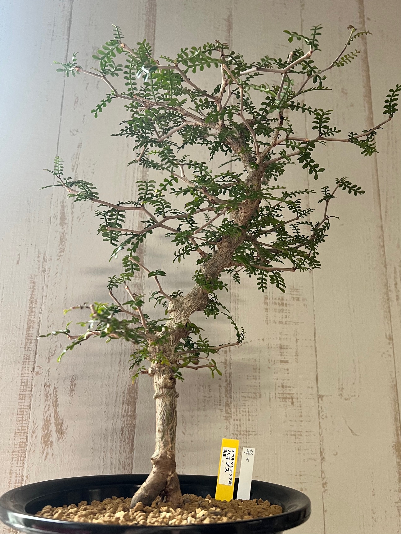 【大型実生株】オペルクリカリア☆パキプス オペルクリカリア パキプス【現品】実生 | グリーンホビー