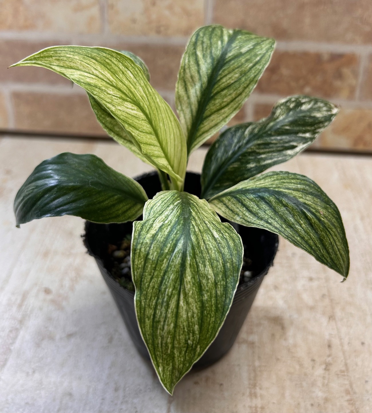 斑入り》スパティフィラム センセーション バリエガータ【現品