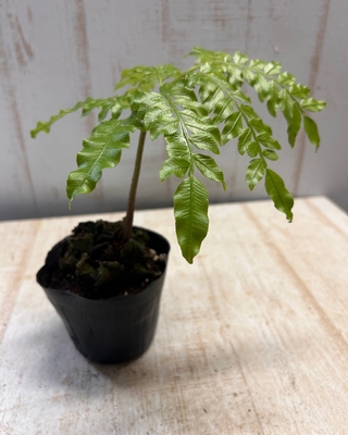 リュウビンタイ【現品】４寸相当