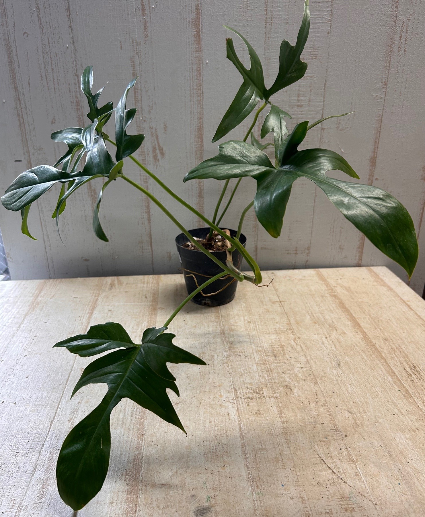 レア　フィロデンドロン　クエルシフォリウム フィロデンドロン クエルシフォリウム 【現品】 | グリーンホビー