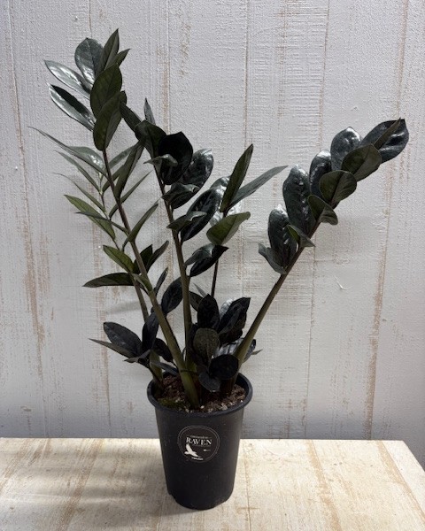 ザミオクルカス レイヴン【現品】 | グリーンホビー