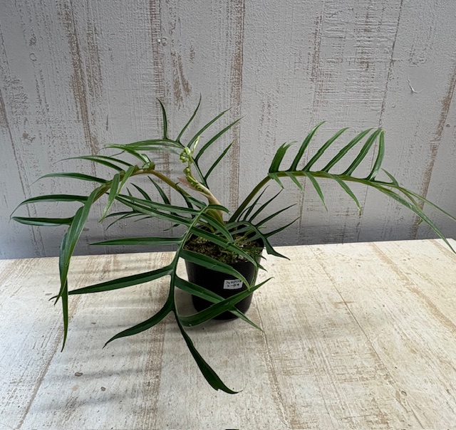 フィロデンドロン トータム （憧れのトータム【現品 】 | グリーンホビー
