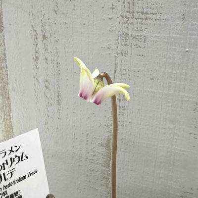 原種シクラメン　ヘデリフォリウム　ヴェルデ【現品D】小輪系
