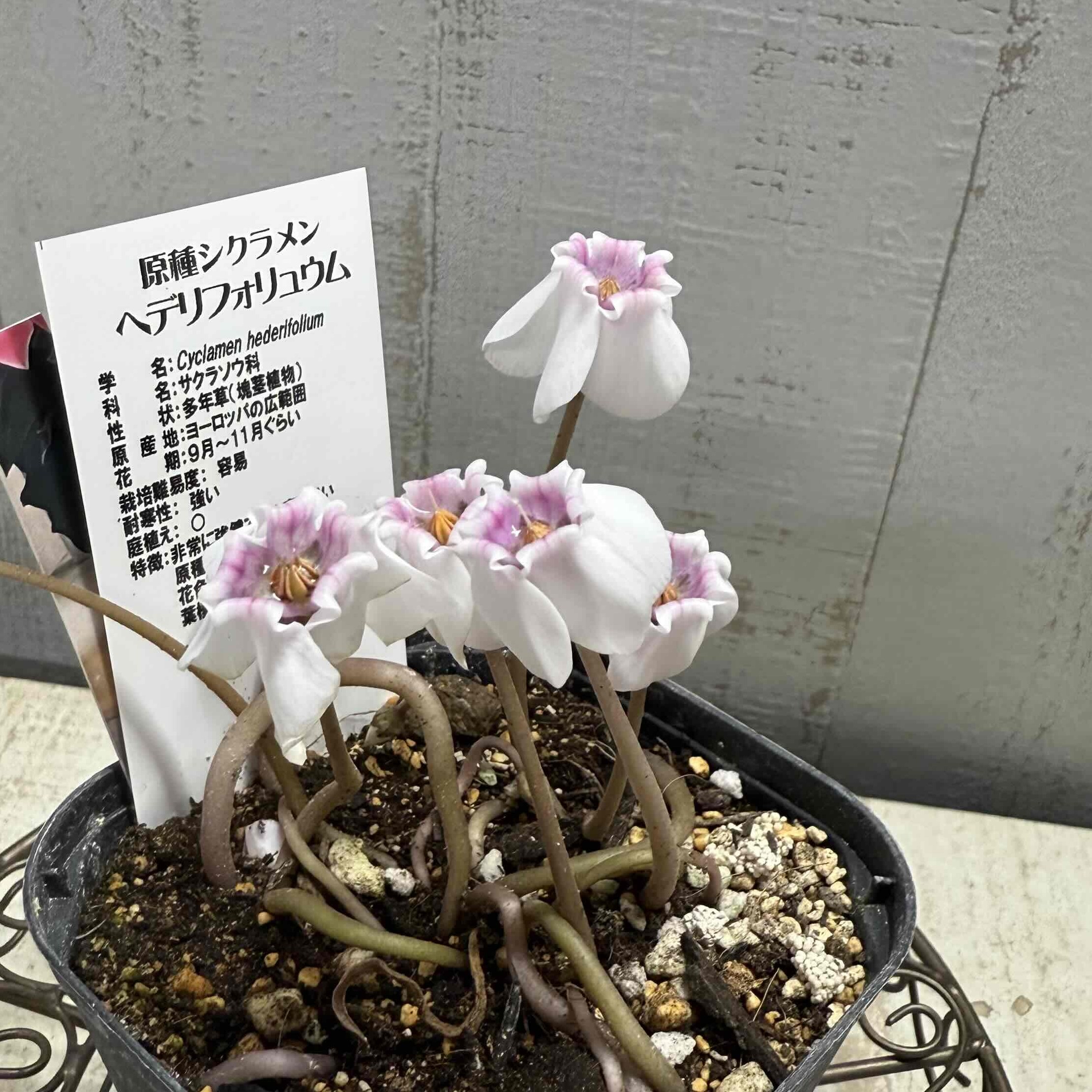 MINATO 原種シクラメン ヘデリフォリウム ヴェルデ MINATO様 専用 原種