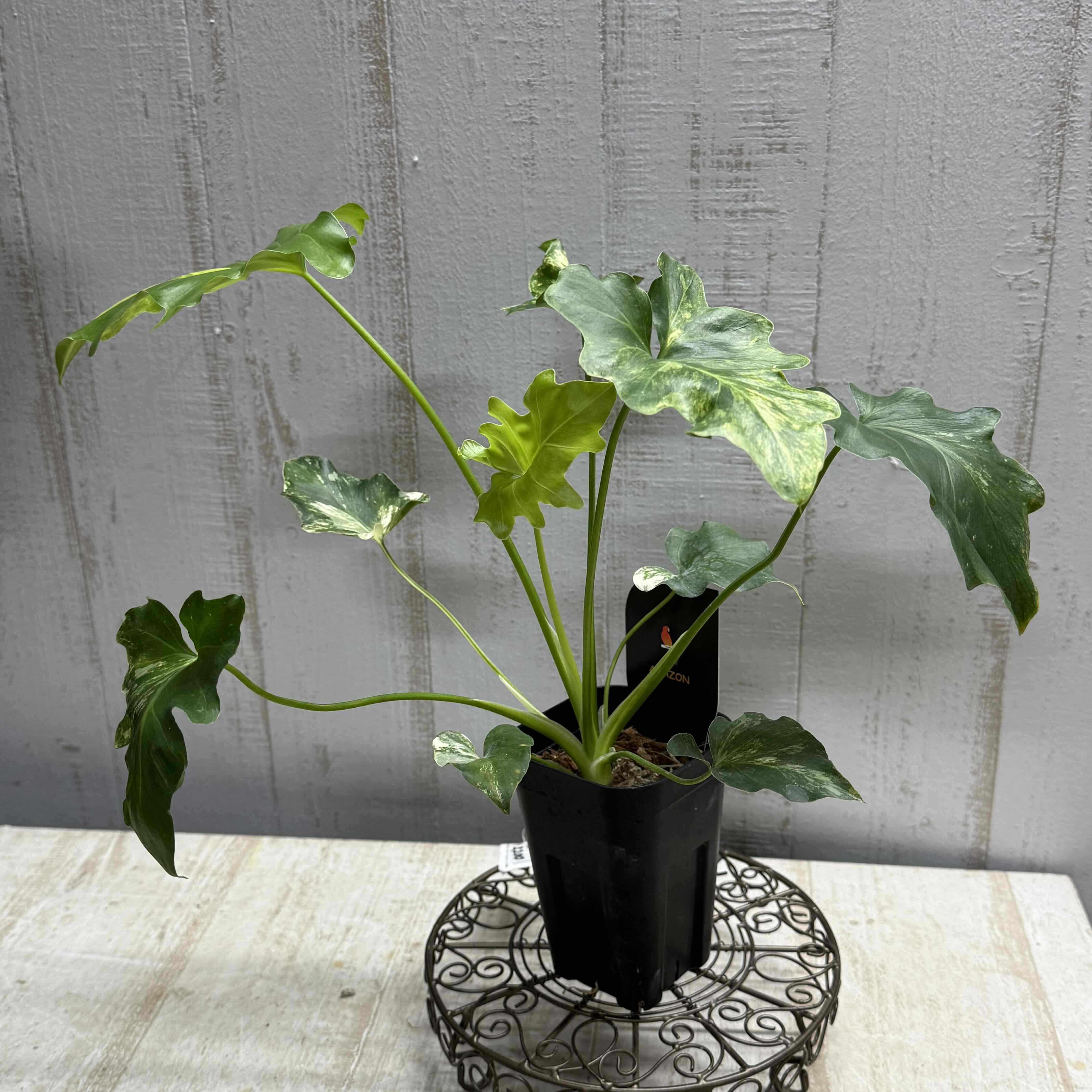 フィロデンドロン セローム バリエガータ【現品】 | グリーンホビー