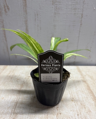 アンスリウム　ビッタリフォリウム　斑入り【現品】