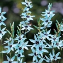 クレマチス 咲良の妖精 | グリーンホビー