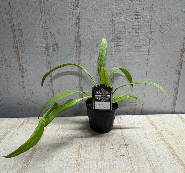 アンスリウム　ビッタリフォリウム (斑入り) アンスリウム ビッタリフォリウム 斑入り 2寸ポリポット