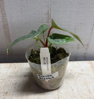アンスリウム　ルクスリアンス【現品】
