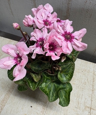 ミニシクラメン　イリュージア　ピンクラテ