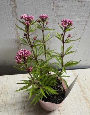 小さなフジバカマ　リトルエンプレス