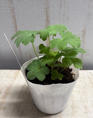 デルフィニウム　ダブルイノセンス　（ニューミレニアムシリーズ）