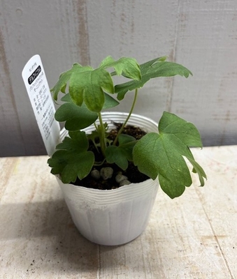 デルフィニウム　モーニングライト（ニューミレニアムシリーズ）