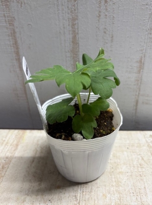 デルフィニウム　ダスキーメイダンス　（ニューミレニアムシリーズ）