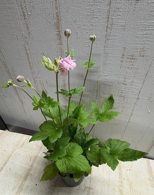 秋明菊　セピア