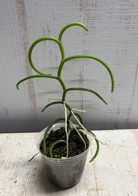 パピリオナンセ　オリンピックリングス