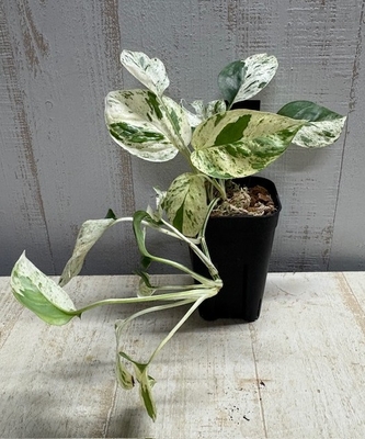 エピプレナム ピナツム マーブル（ハブカズラ）　AZ＃001【現品】