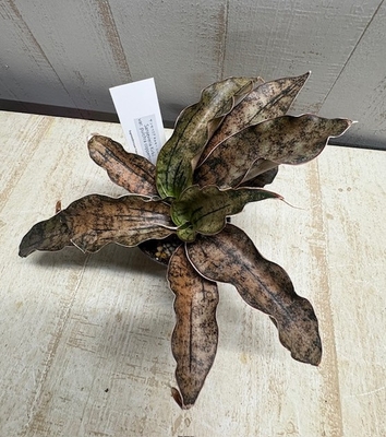 サンセベリア　キルキー　コパートン【現品】