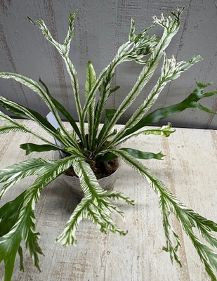 アスプレニウム　オーストララシカム　バリエガータ